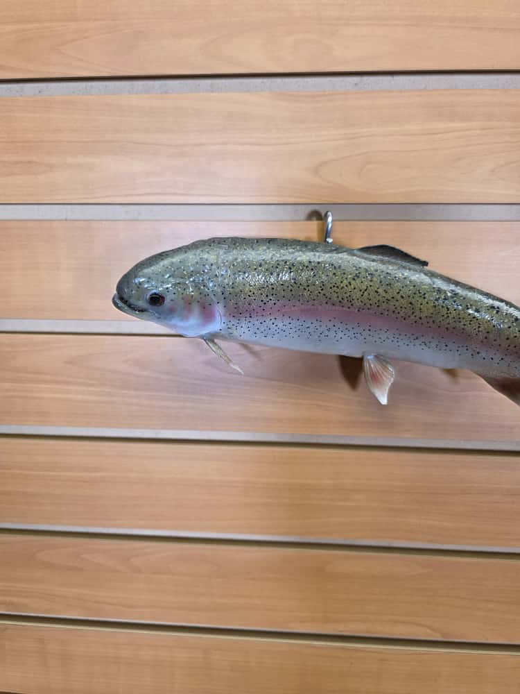 FHCM35 - 12" Rainbow Trout Real Skin Fish Taxidermy