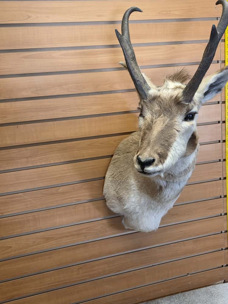 FHCM47 - Pronghorn Antelope Shoulder Mount Taxidermy