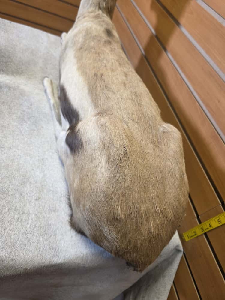 FHCM45 - Thompsons Gazelle Full Body Taxidermy Mount