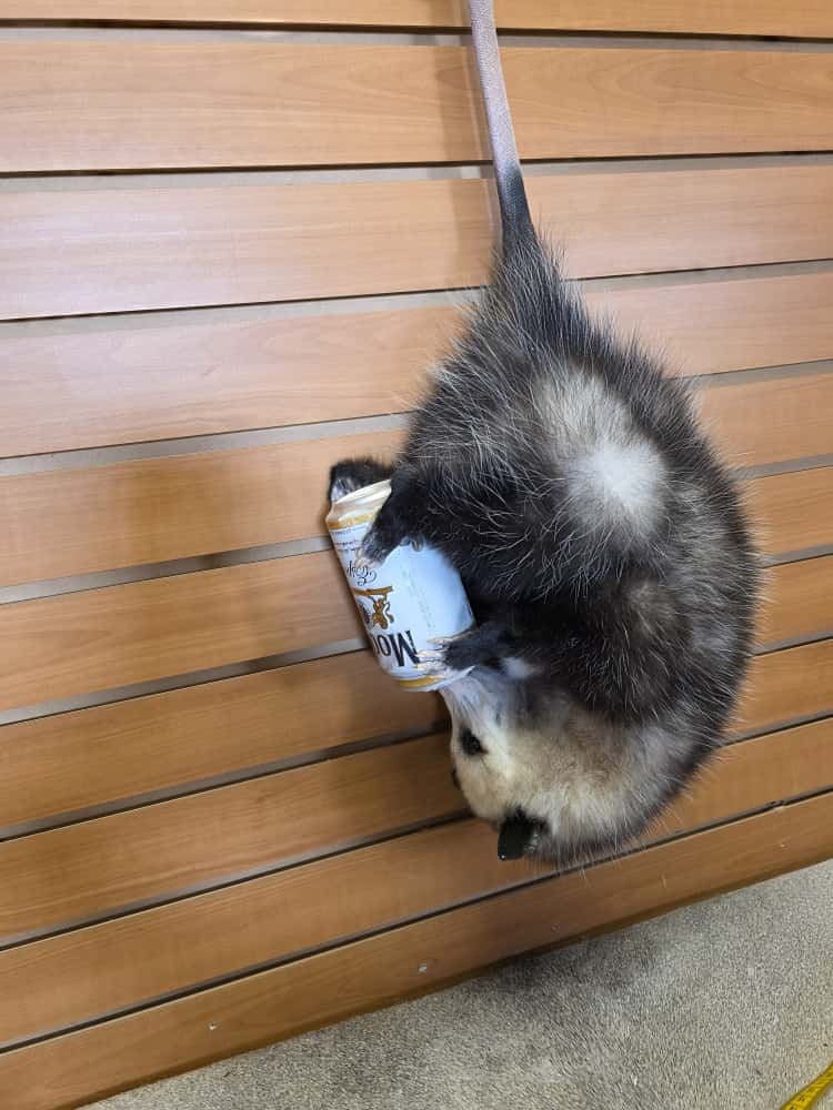 FHCM53 - hanging possum taxidermy mount