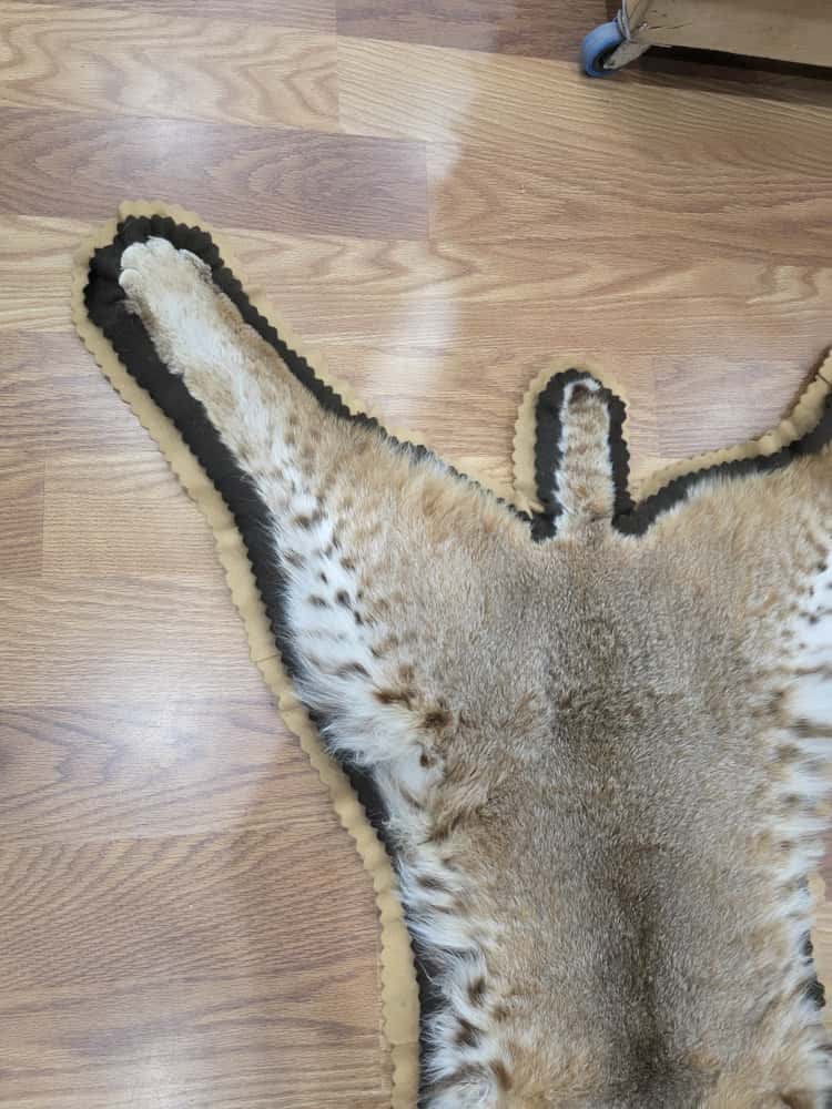 Fh63885 -TAXIDERMY BOBCAT RUG MOUNT 42" LONG