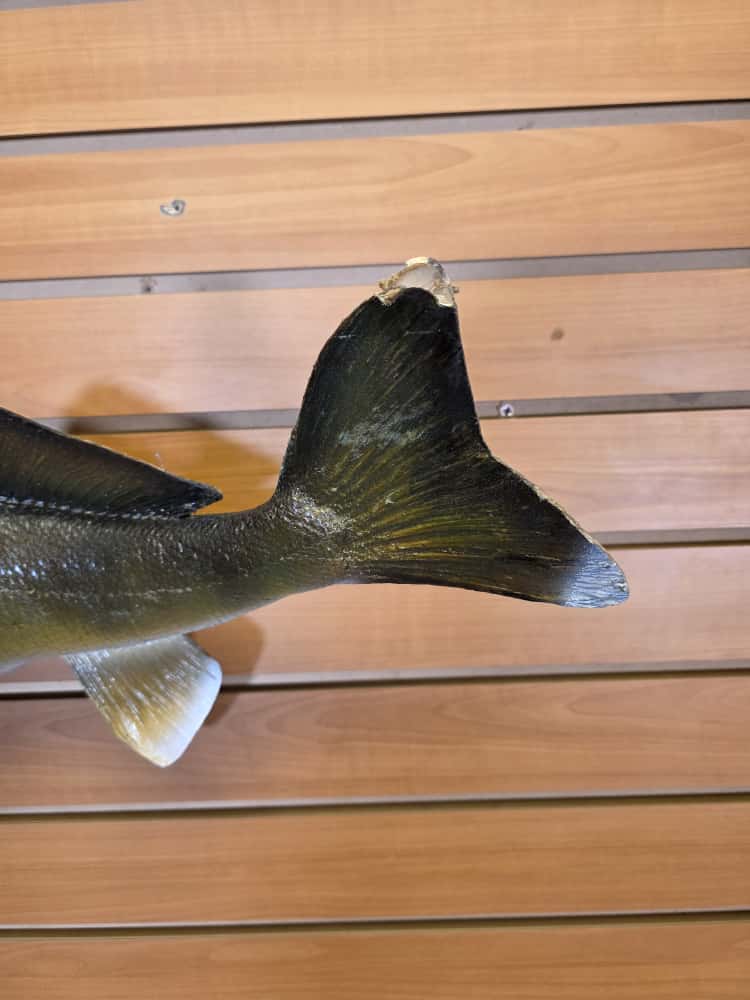 FHCM57 -28" Walleye Real Skin Fish Taxidermy