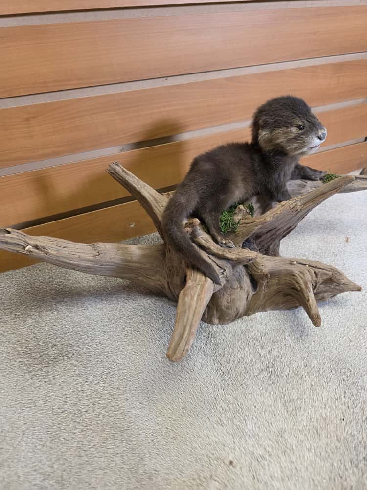 FHCK01 - Rare Baby otter taxidermy mount.