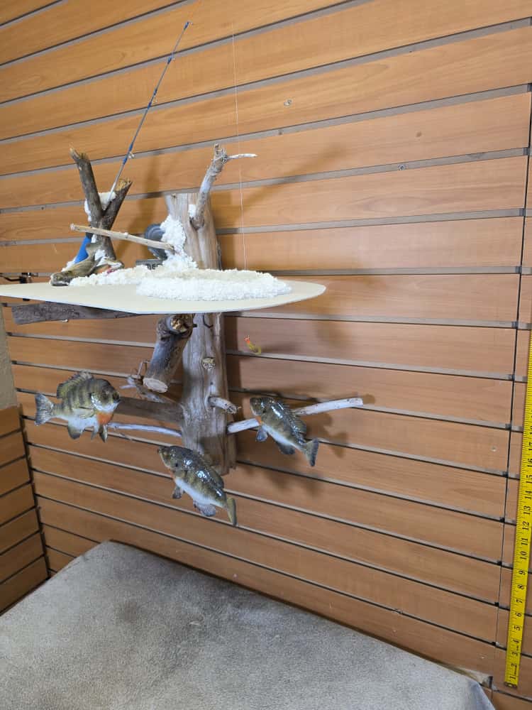 JTV267 - ice fish bluegill skin taxidermy mount