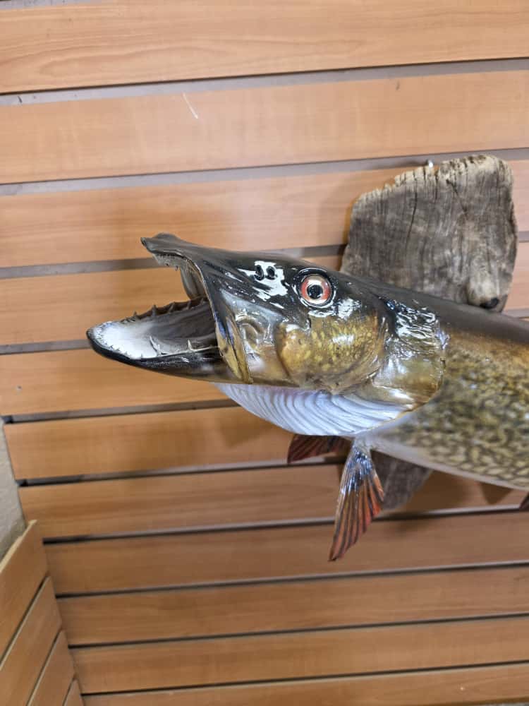 FHCM37 - 33” real skin muskie fish taxidermy mount