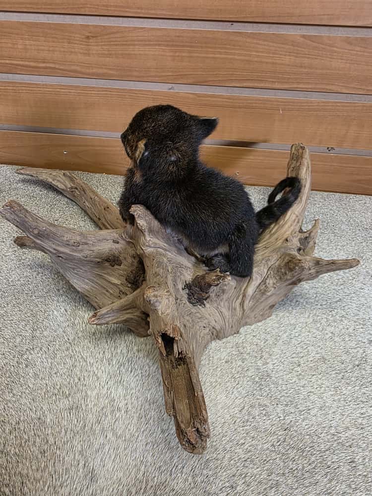 FHCK766 -Baby Coatimundi taxidermy mount