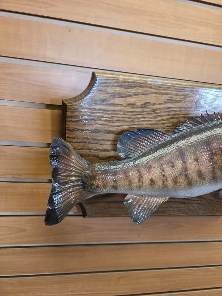 FHCM39 - real skin small mouth bass taxidermy mount