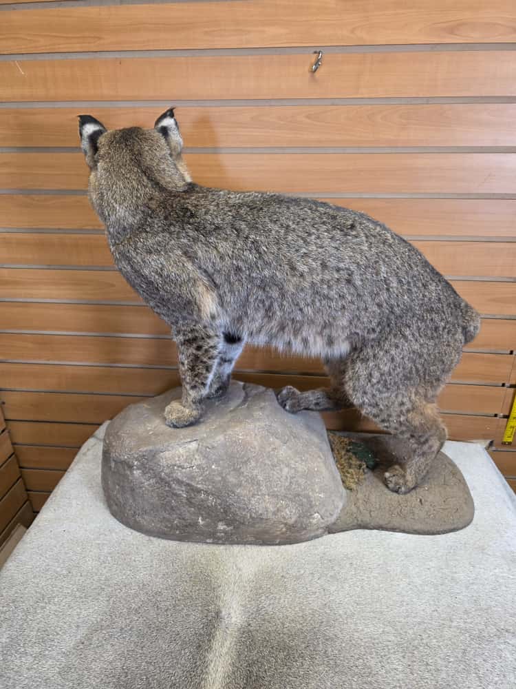 FHEB1013 - Bobcat taxidermy mount
