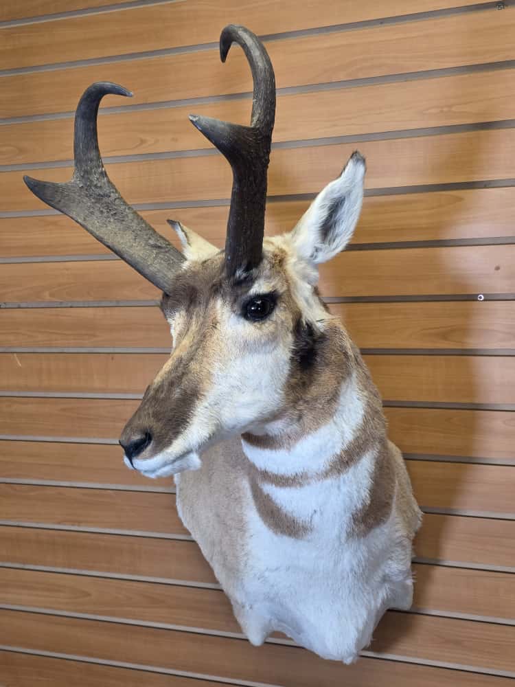 FHCM44 -Pronghorn Antelope Shoulder Mount Taxidermy