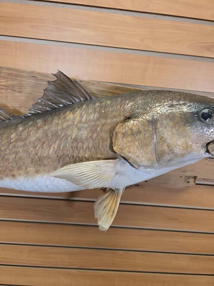FHCM38 - 33" Red Fish Real Skin Fish Taxidermy