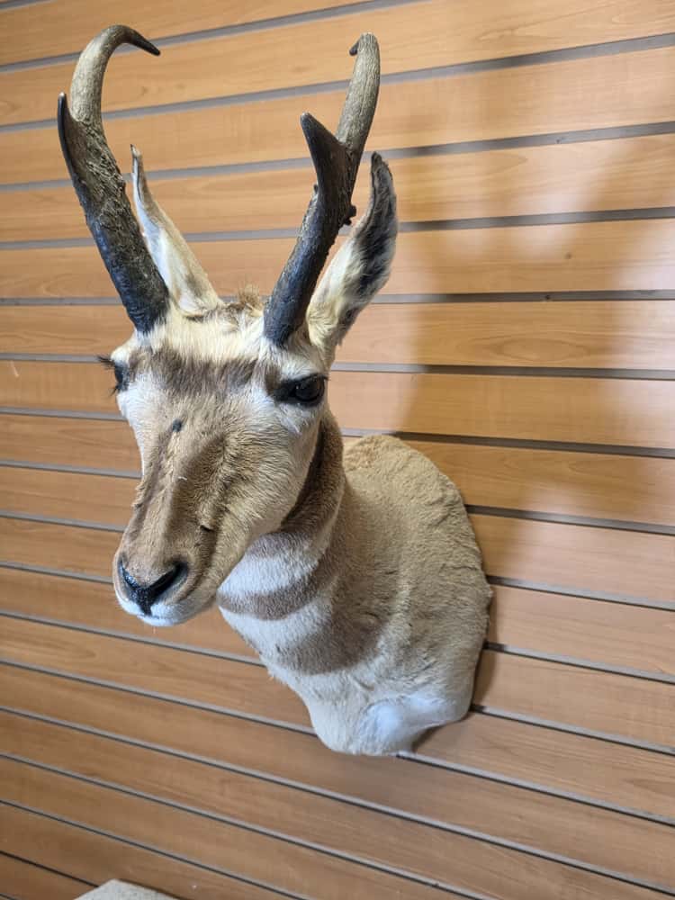FHCM49 - Pronghorn Antelope Shoulder Mount Taxidermy