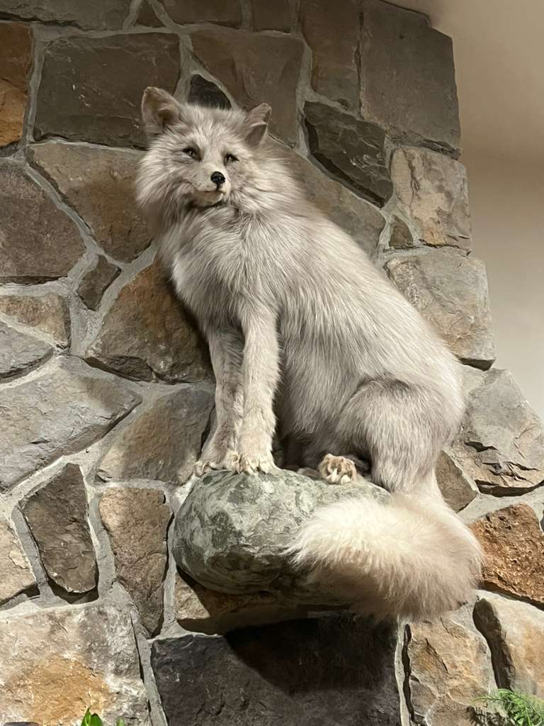 FHWL7 - White Cross Fox Taxidermy mount