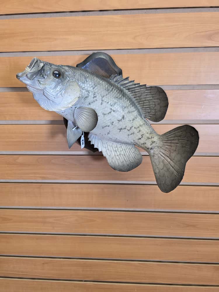 FHMF1 - 14” Crappie fish real skin taxidermy mount