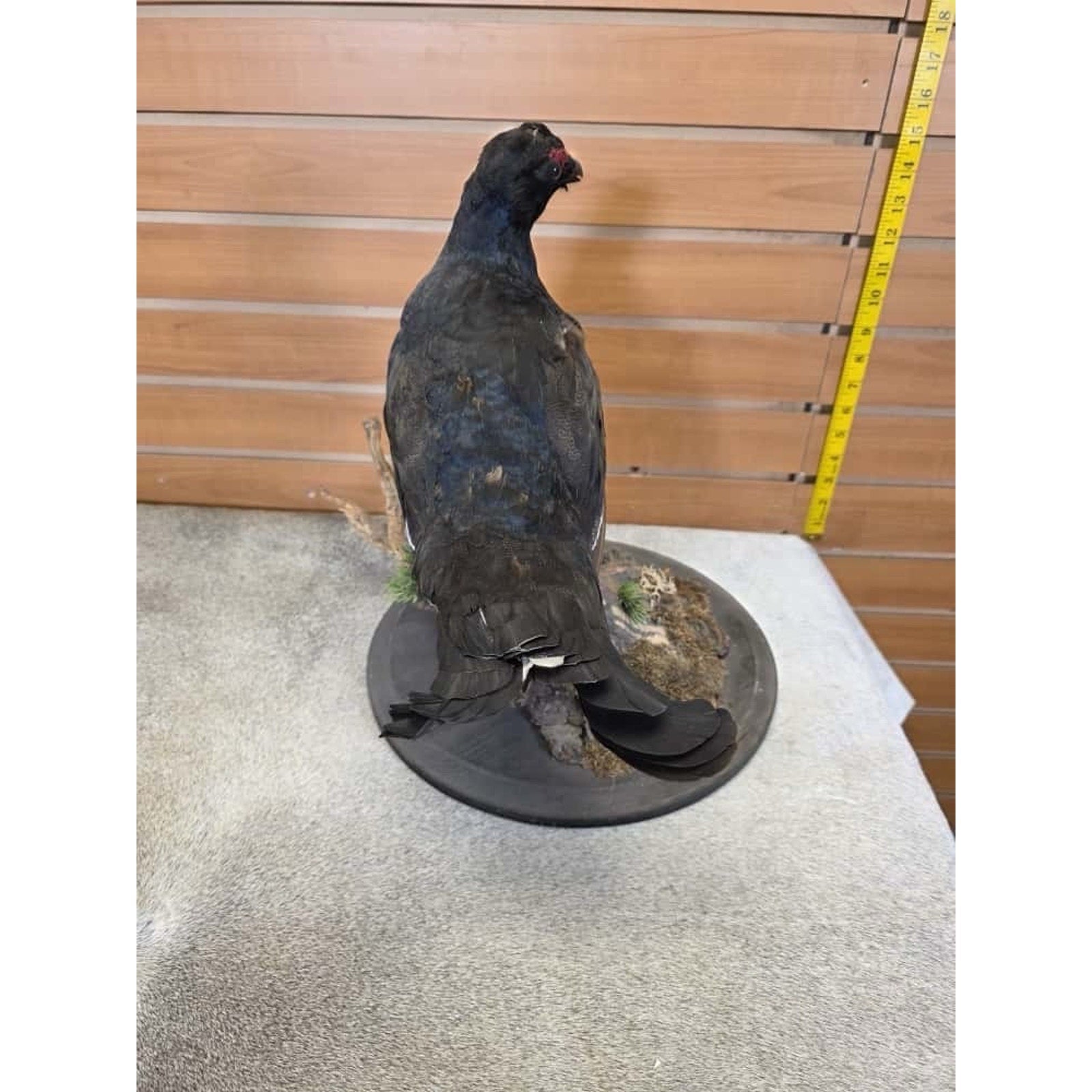 JTV236 - Black Grouse Bird Taxidermy Mount