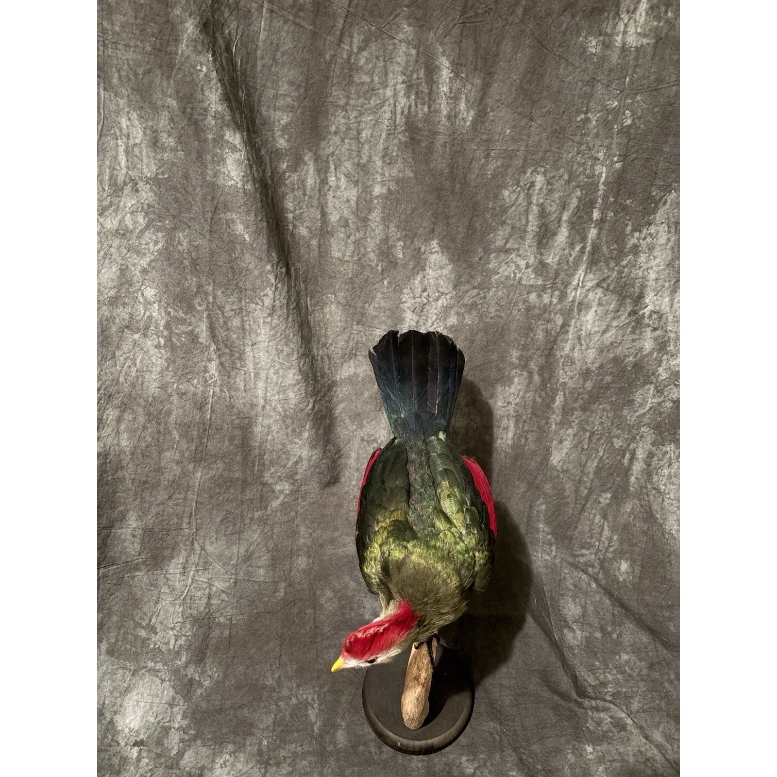 FHADA111 - Red-crested turaco Taxidermy Bird Mount
