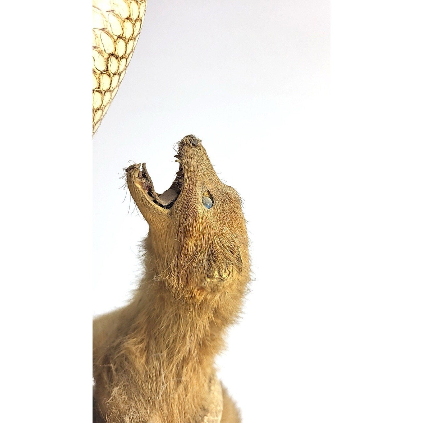FHGDWL1 - Cobra And Two Mongooses Taxidermy Diorama On Wood Branch Base