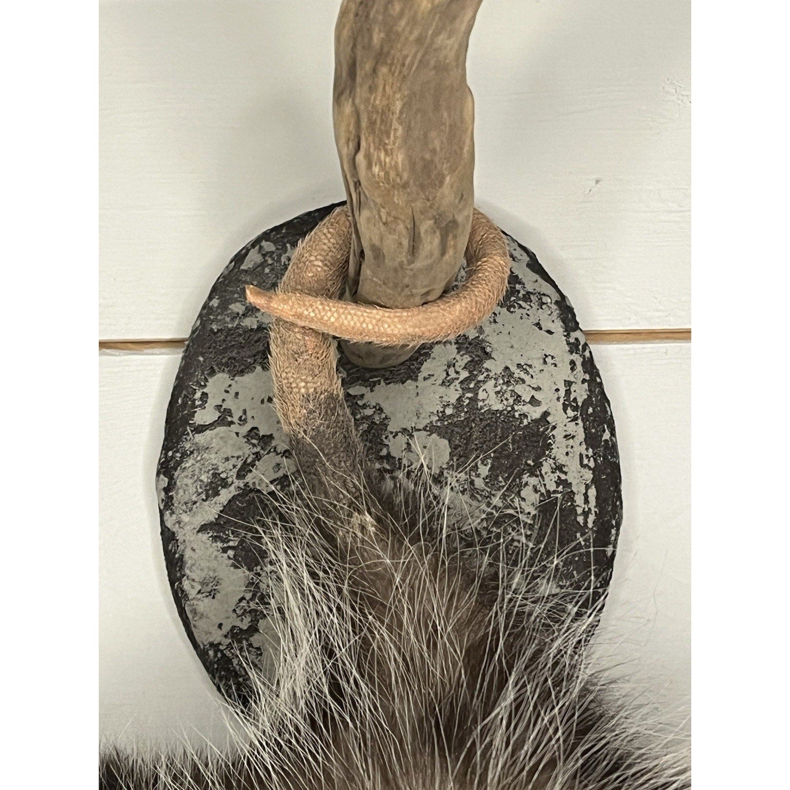 FHWL71 - Fat Opossum Hanging Taxidermy Full Body Mount