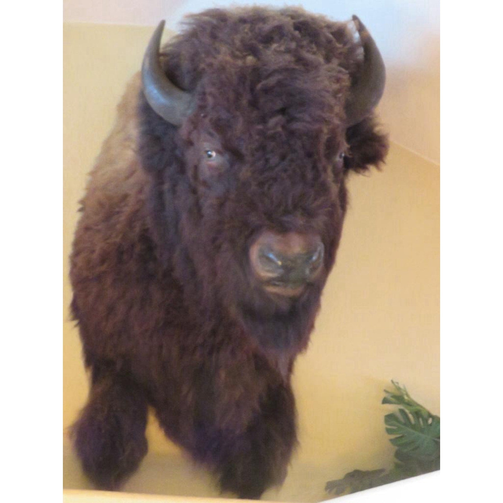 FHPROX2 - Monster Buffalo Bison Taxidermy Shoulder mount Free Shipping