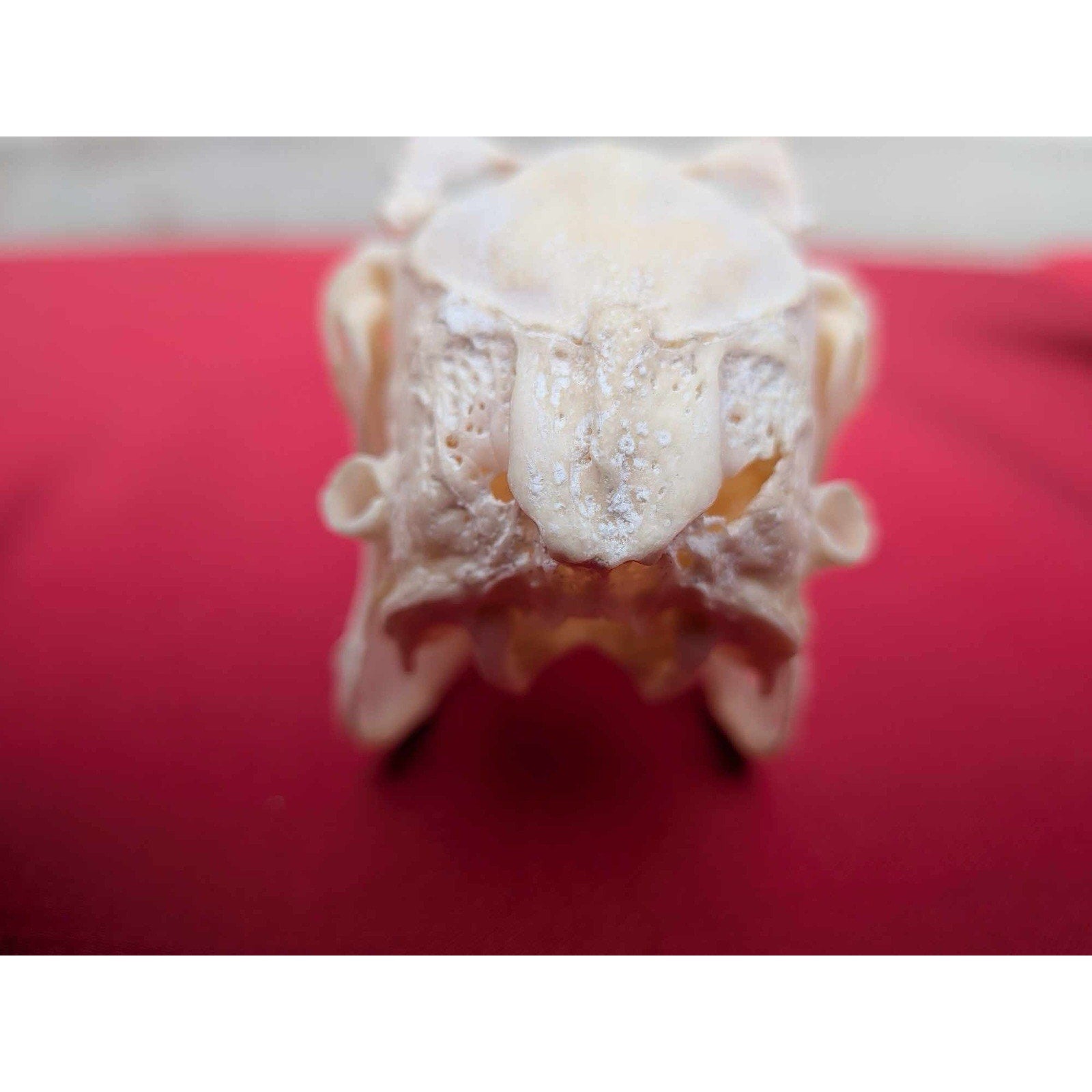FHPAT83 - Real White-Tailed Jackrabbit Skull - Lepus townsendii