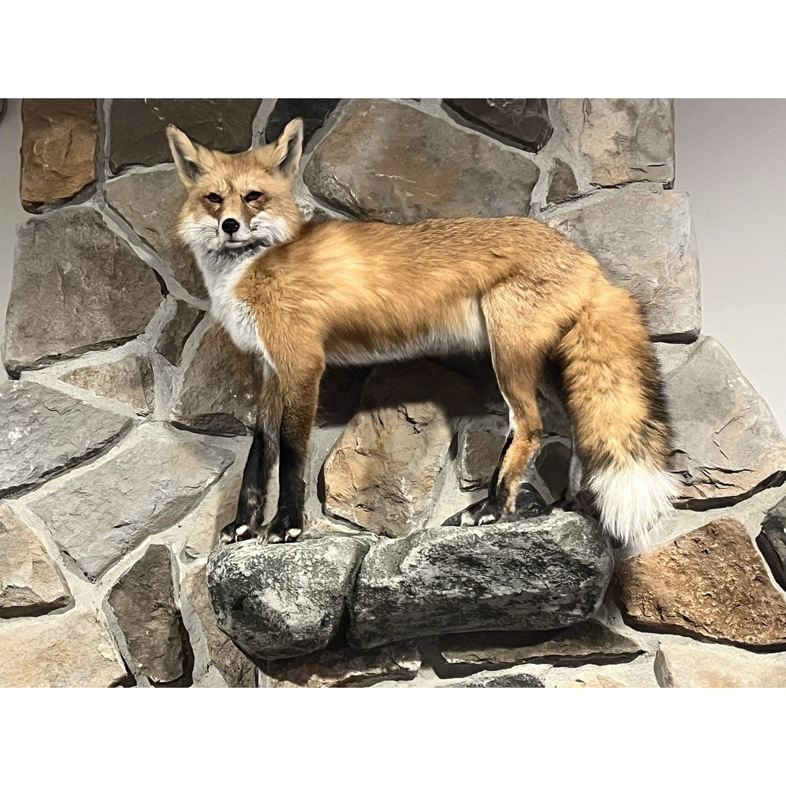 FHWL20 - Museum Quality Red Fox Taxidermy mount