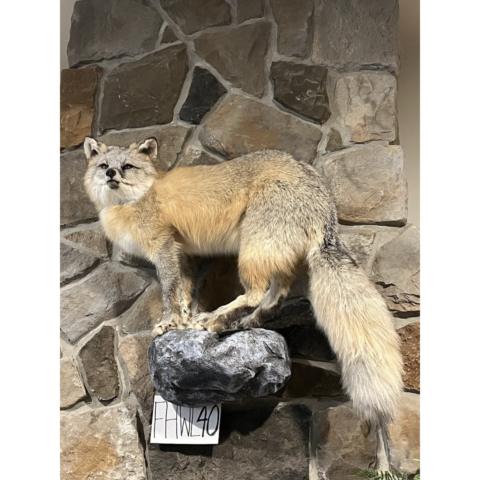 FHWL40 -museum Quality Ranch Fox Taxidermy mount