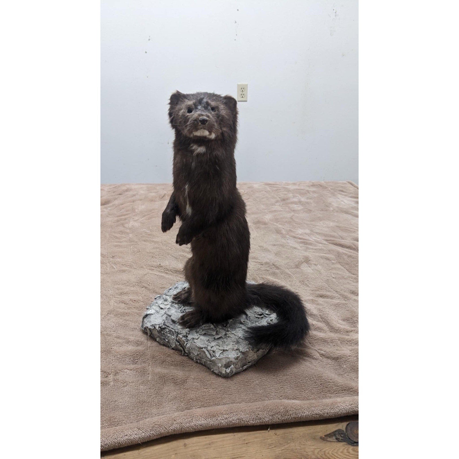 Full Mink Real Taxidermy Mount