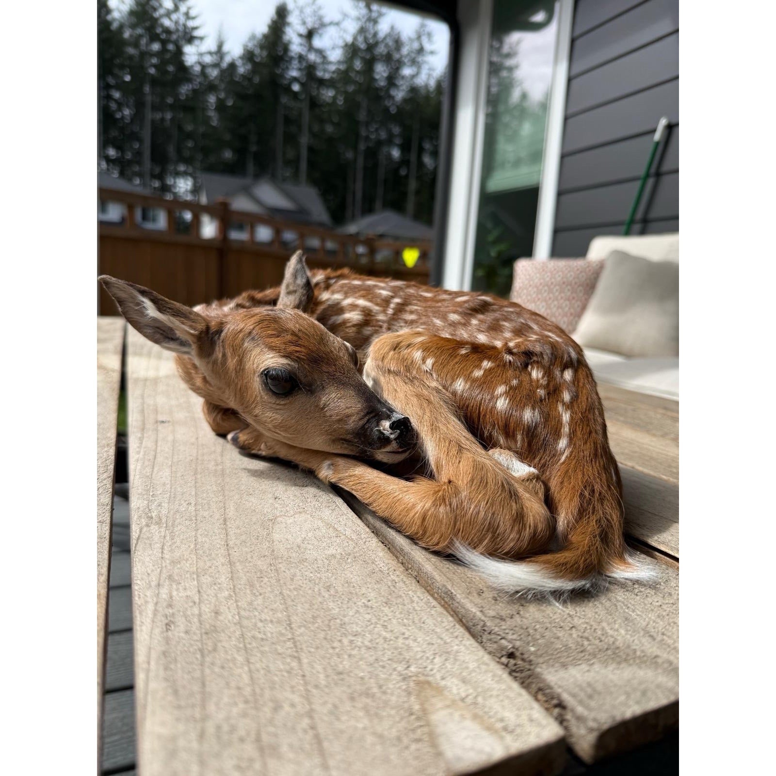 FHWAF3 - Fawn Lifesize Taxidermy Mount