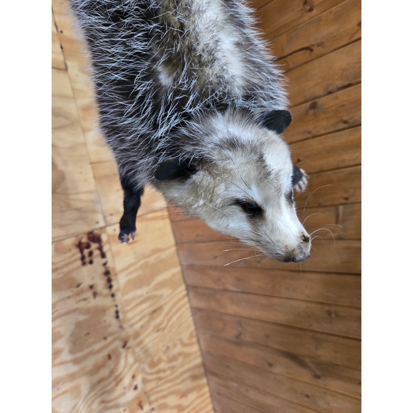 FHHCO10 - Hanging Opossum Full Body Taxidermy Mount