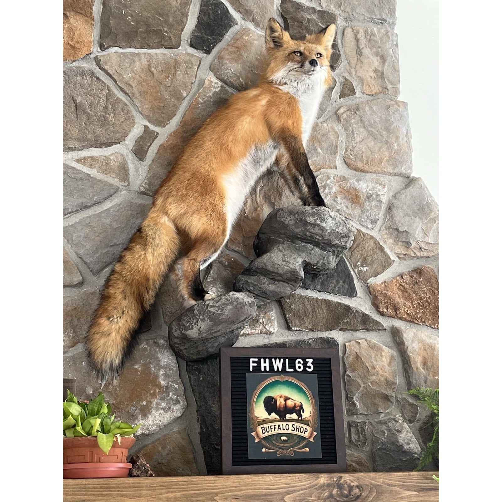 FHWL63 - Red Fox Taxidermy Full Body Mount