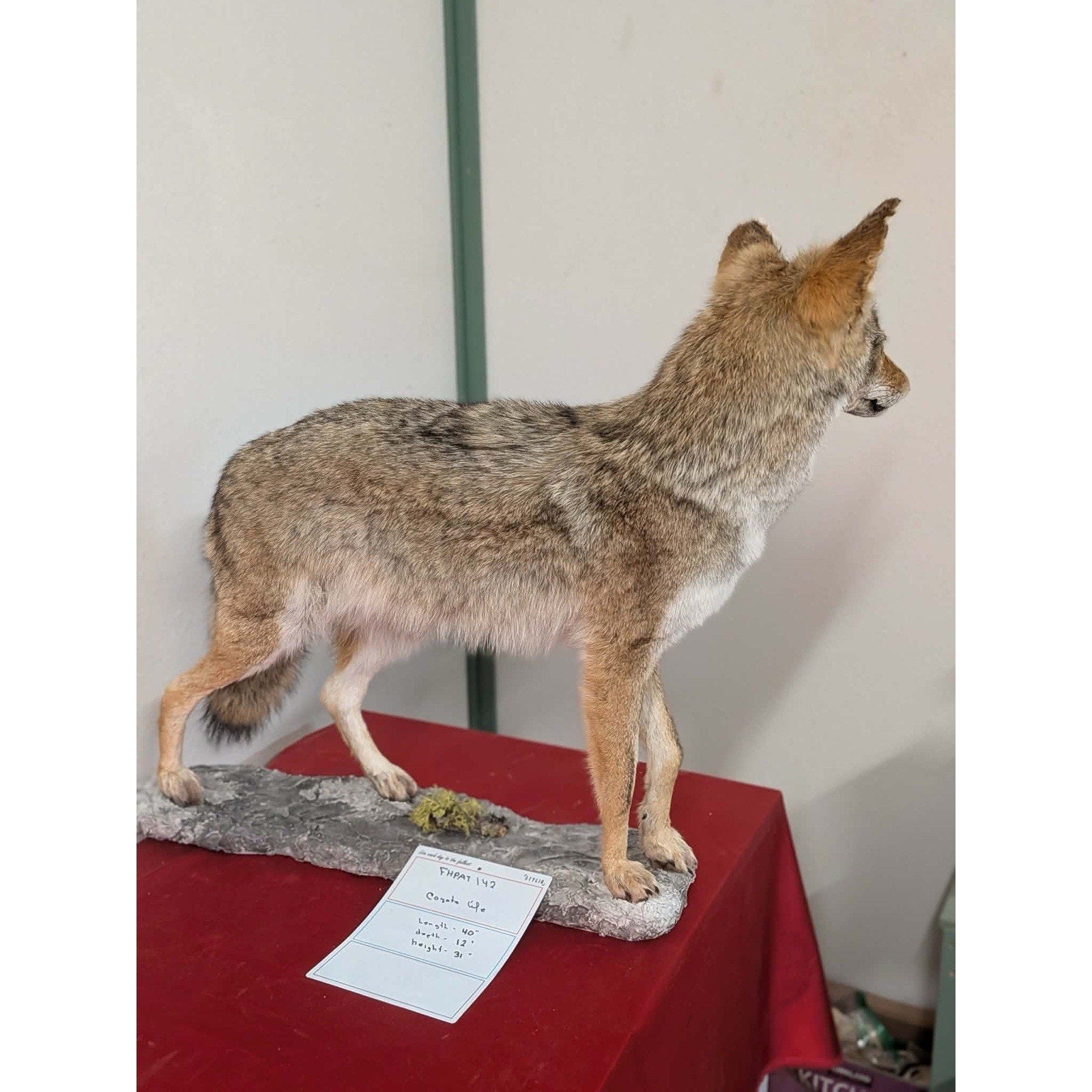 FHPAT142 - Full Body Coyote Taxidermy Life Size