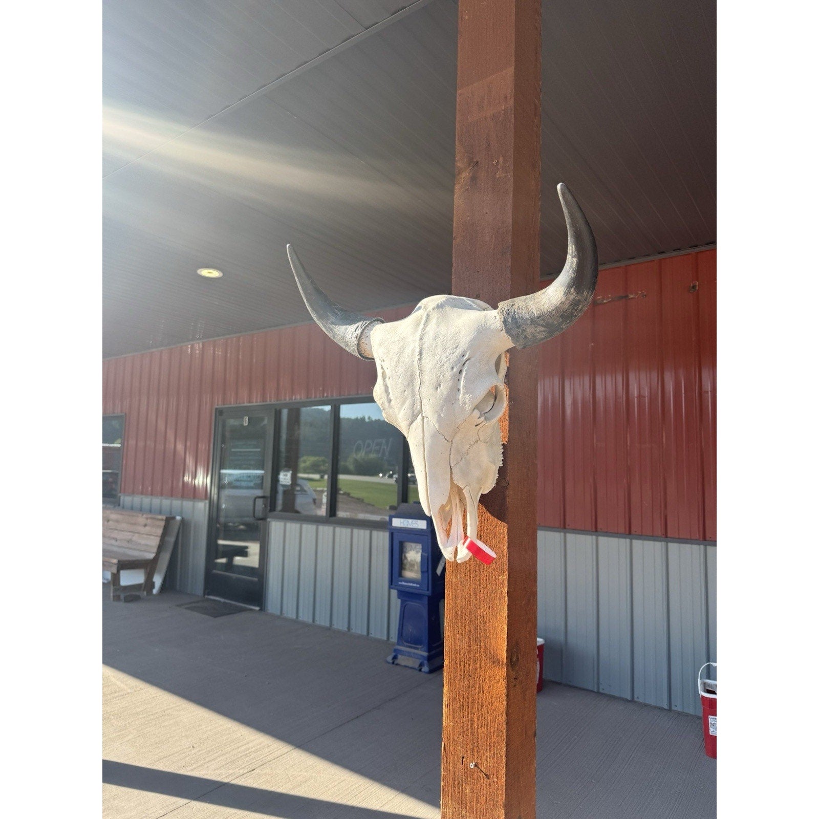 FH47395 - XXL Buffalo / Bison Skull Taxidermy Mount