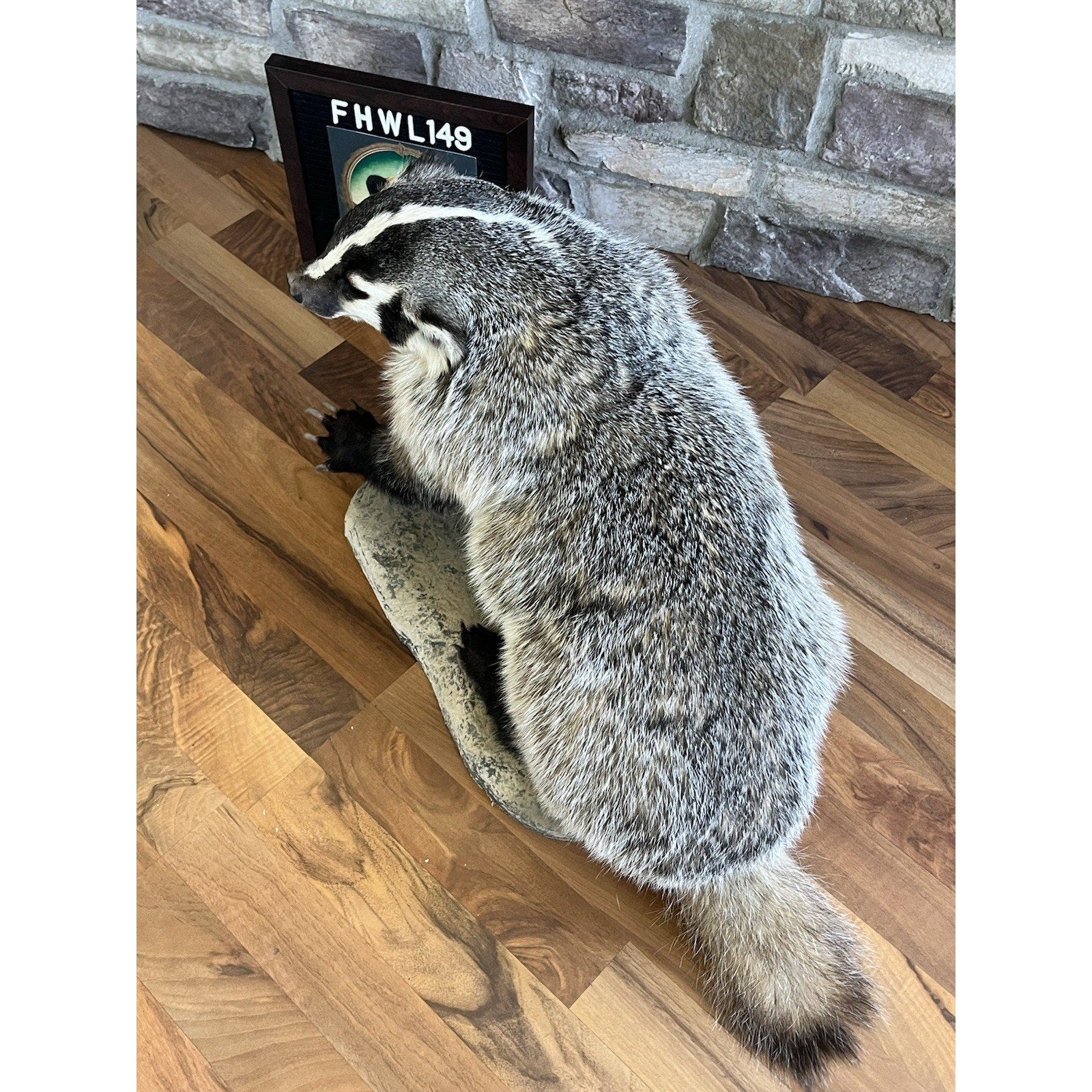 FHWL149- Fat Badger Taxidermy Mount