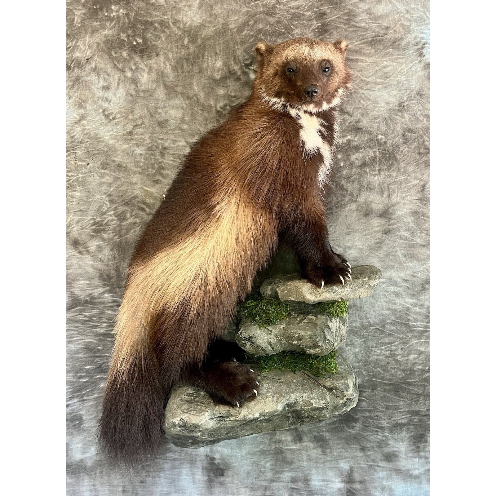 FHWOLV46-Beautiful Real Alaskan Wolverine Prime Fur Taxidermy Mount
