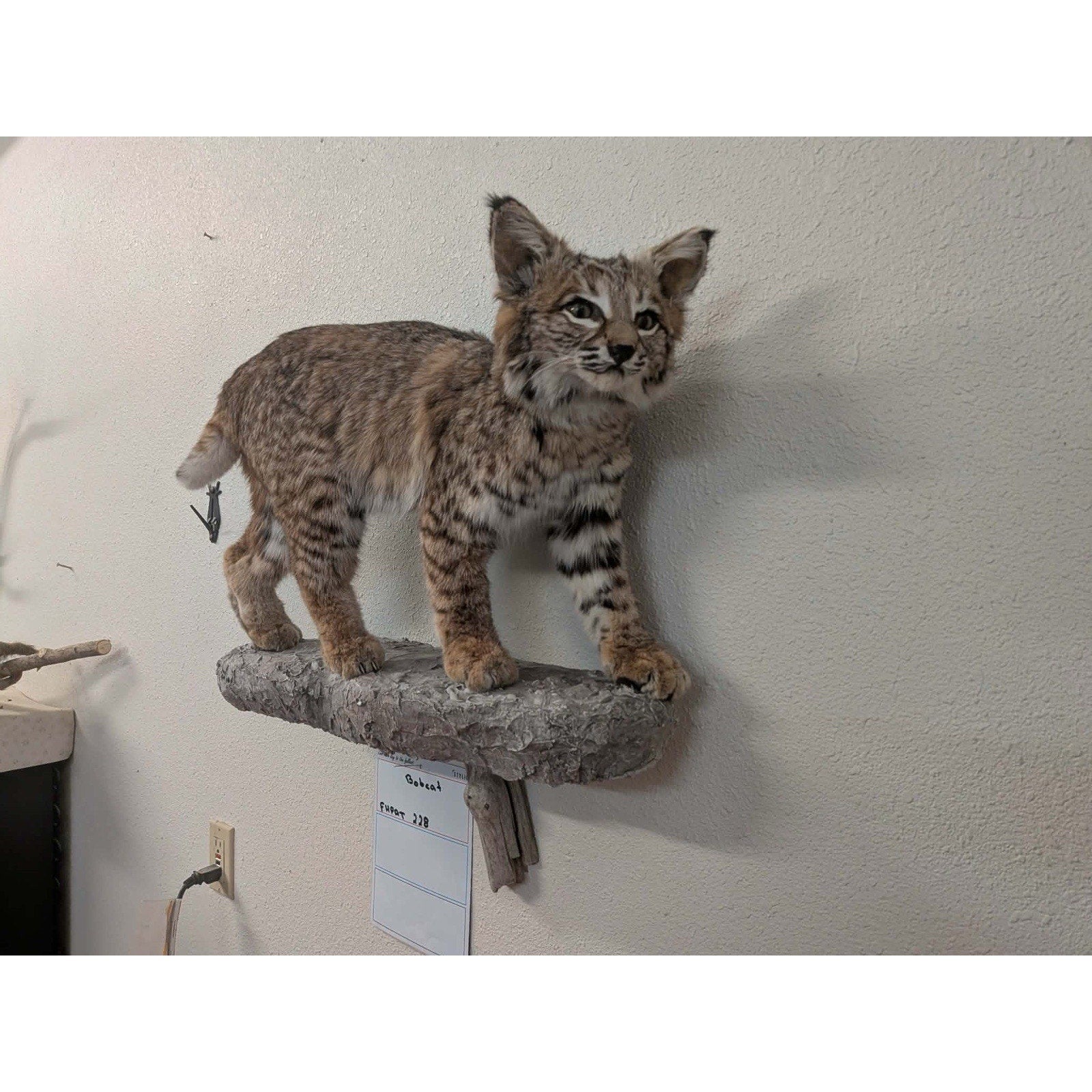 FHPAT228 - Bobcat Taxidermy Full Body Mount
