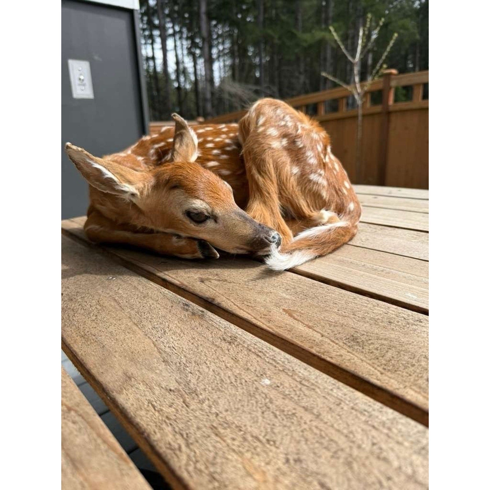 FHWAF2 - Fawn Lifesize Taxidermy Mount