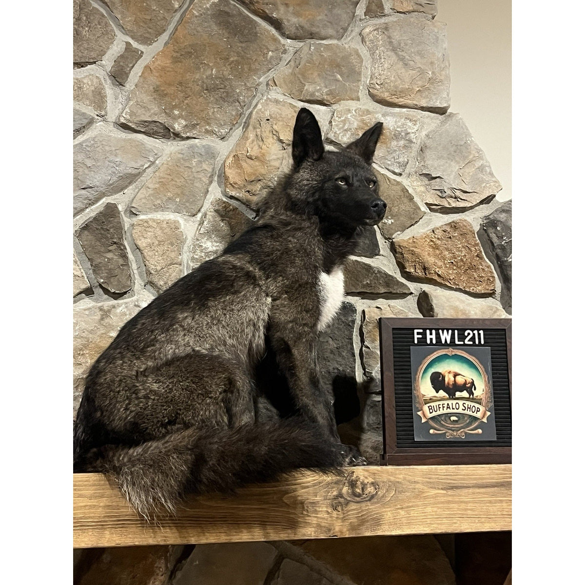 FHWL211 - Coyote Wall mount Taxidermy