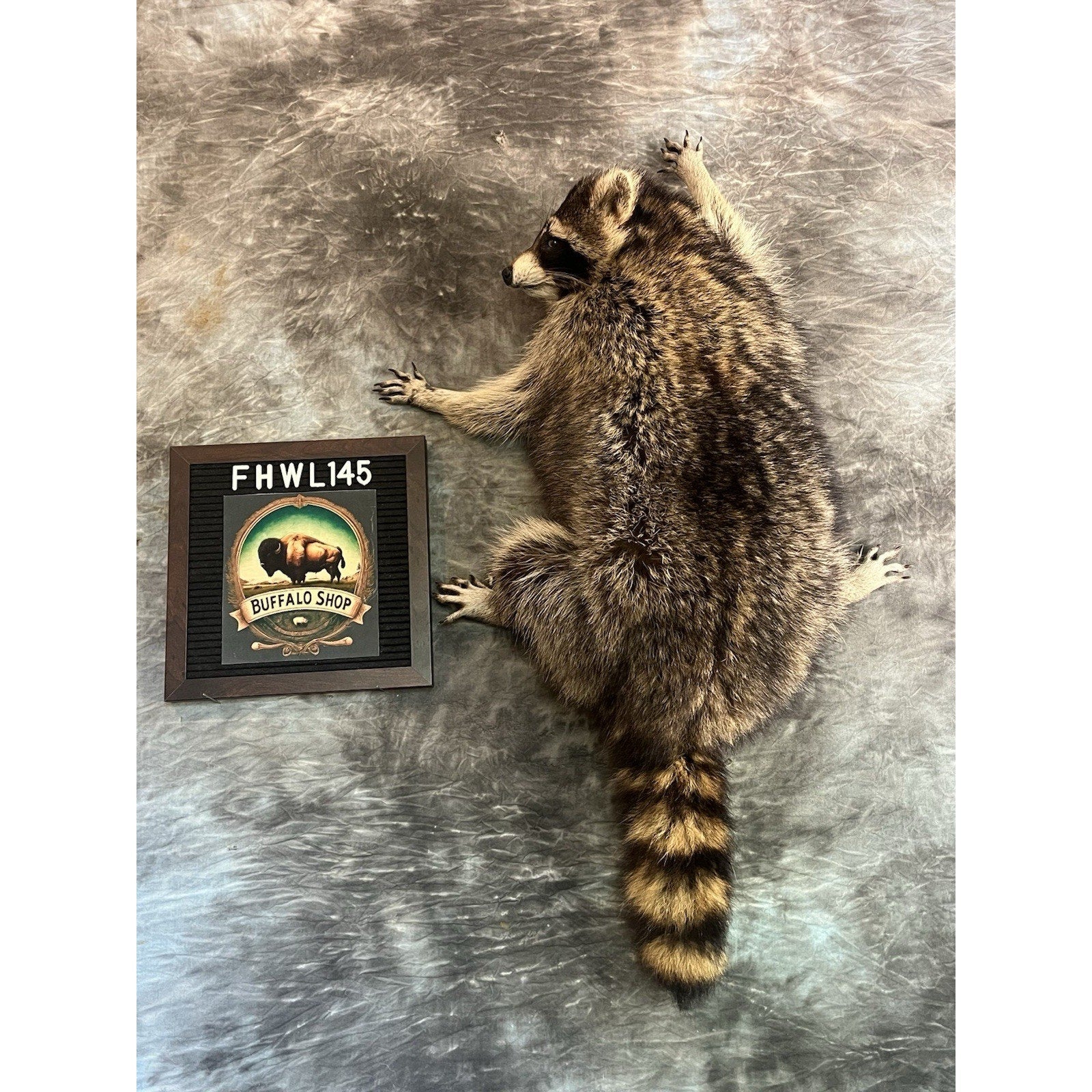 FHWL145- Fat Raccoon Taxidermy Mount