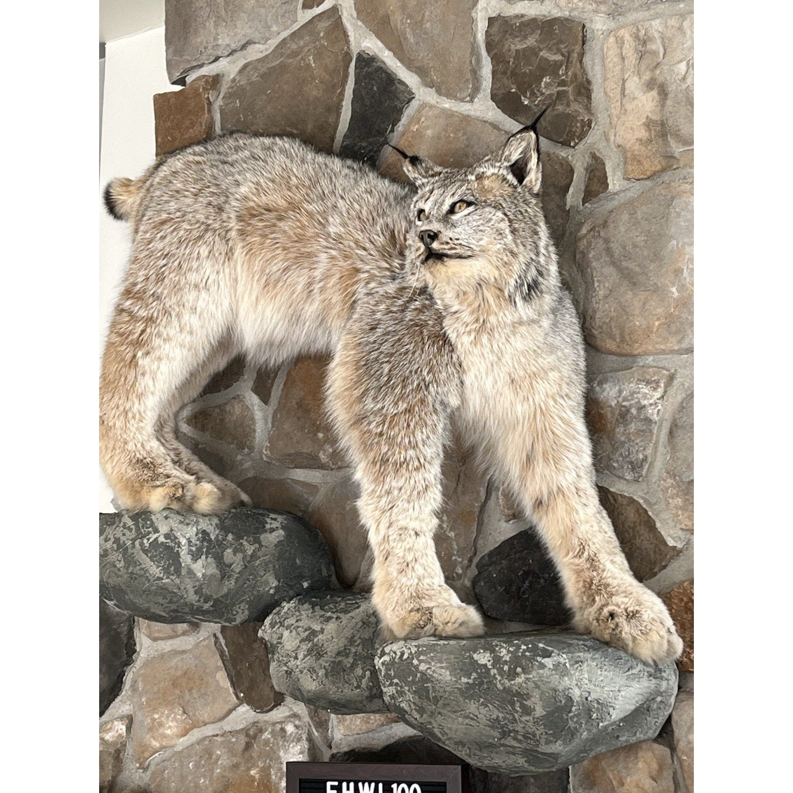 FHWL100 - Alaskan Lynx Taxidermy Full Body Mount Prime Fur