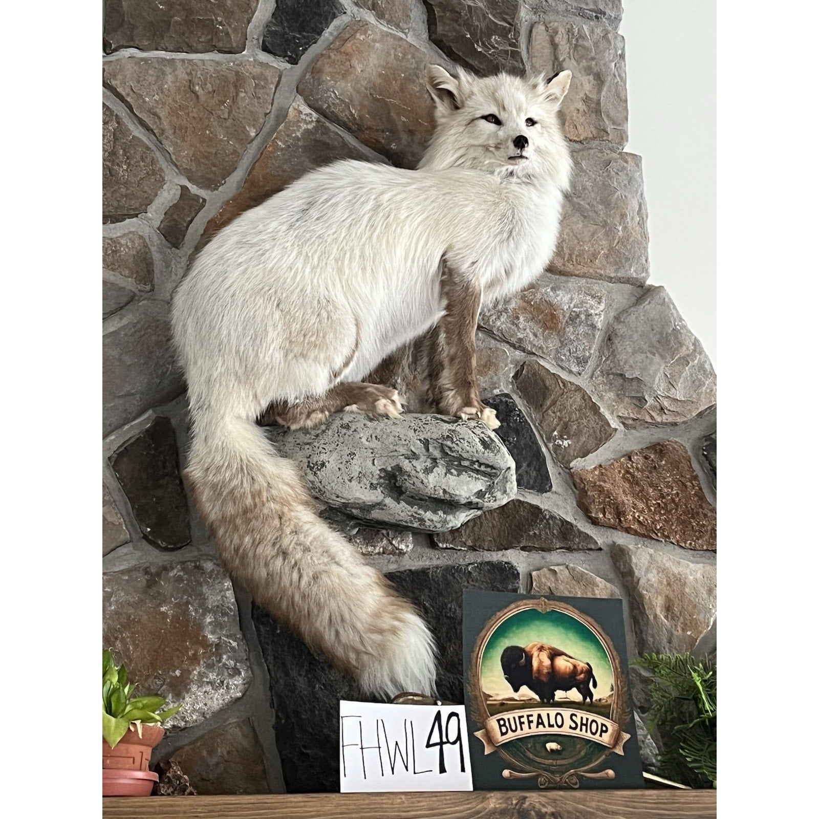 FHWL49- White Cross Fox Taxidermy mount
