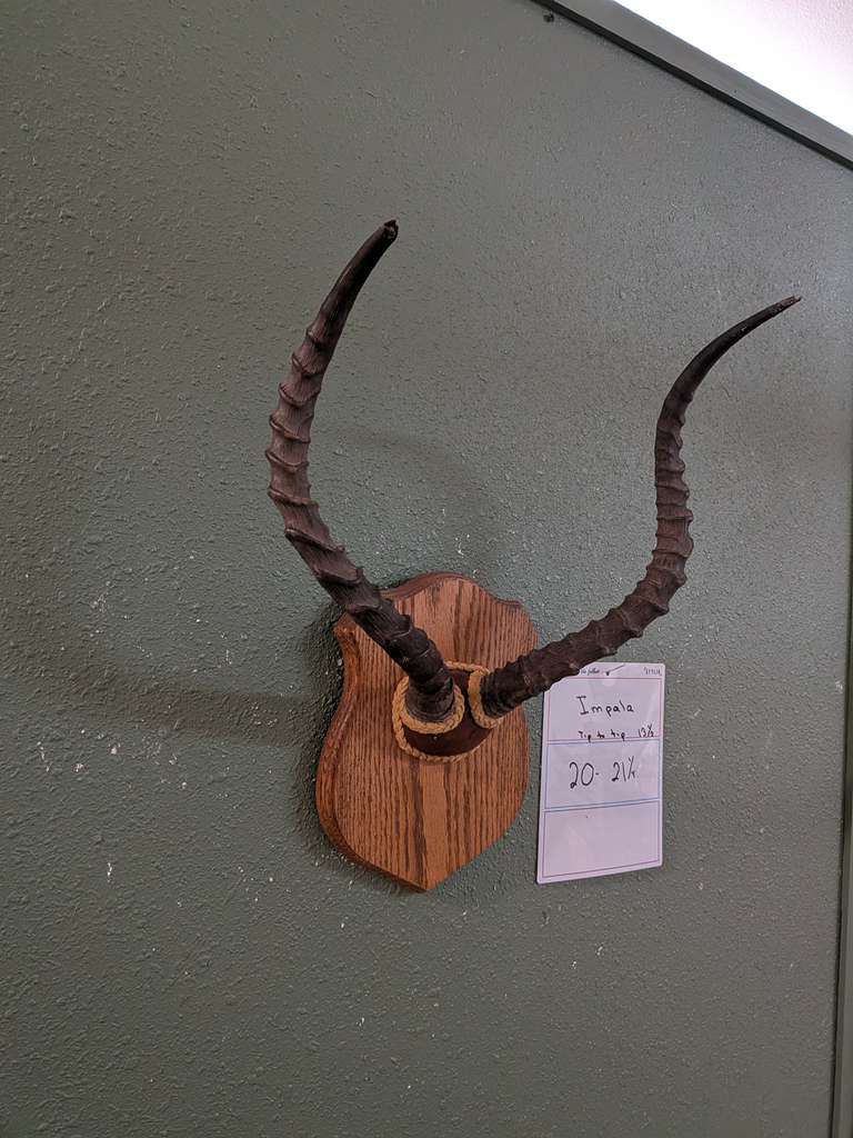 FHPATNOV2 - Impala antler taxidermy mount