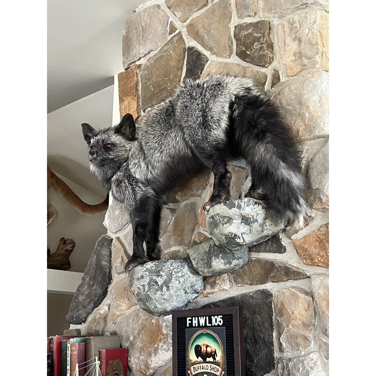 FHWL105 - Premium Silver Fox Taxidermy Full Body Mount