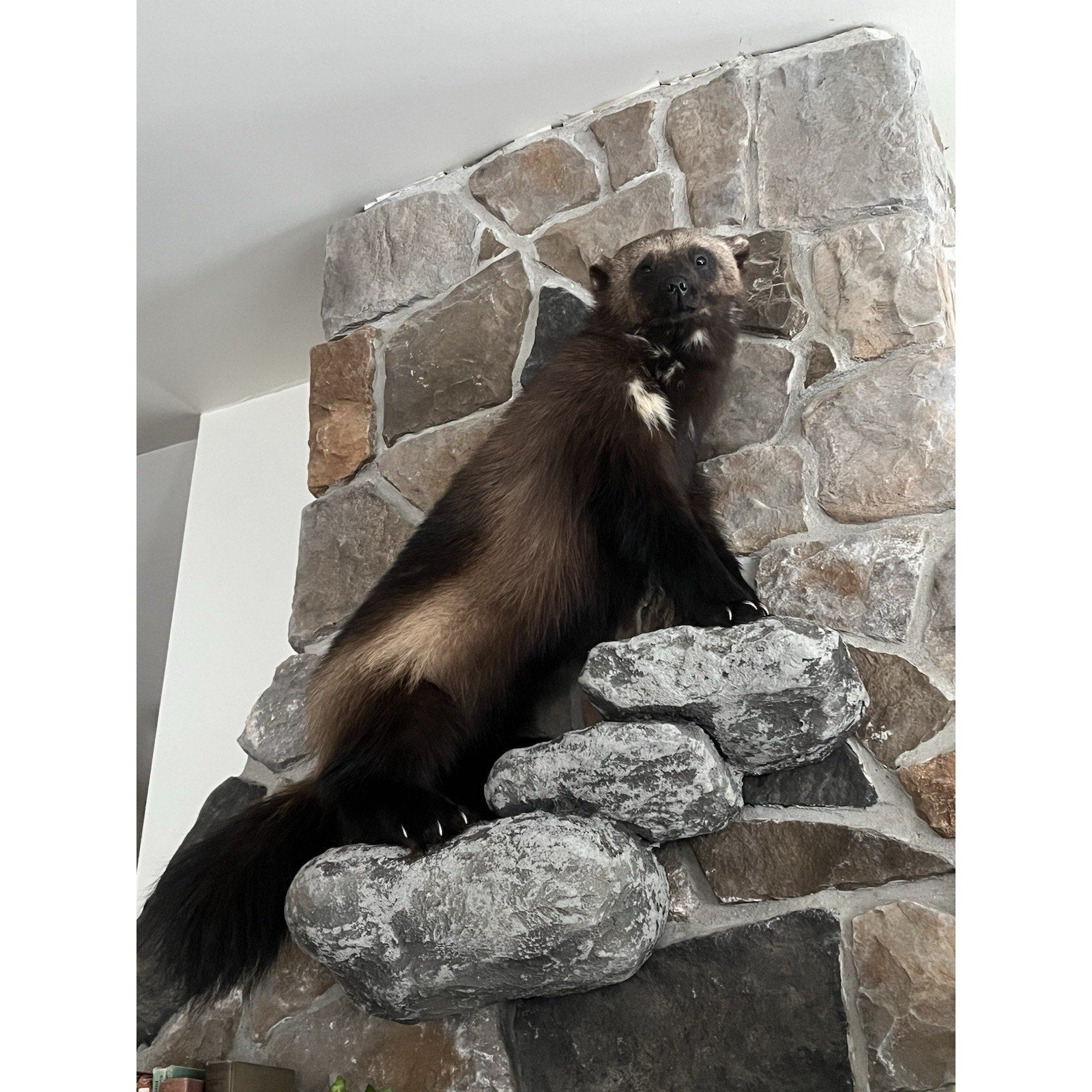 FHWL26 - Beautiful Real Alaskan Wolverine Prime Fur Taxidermy Mount