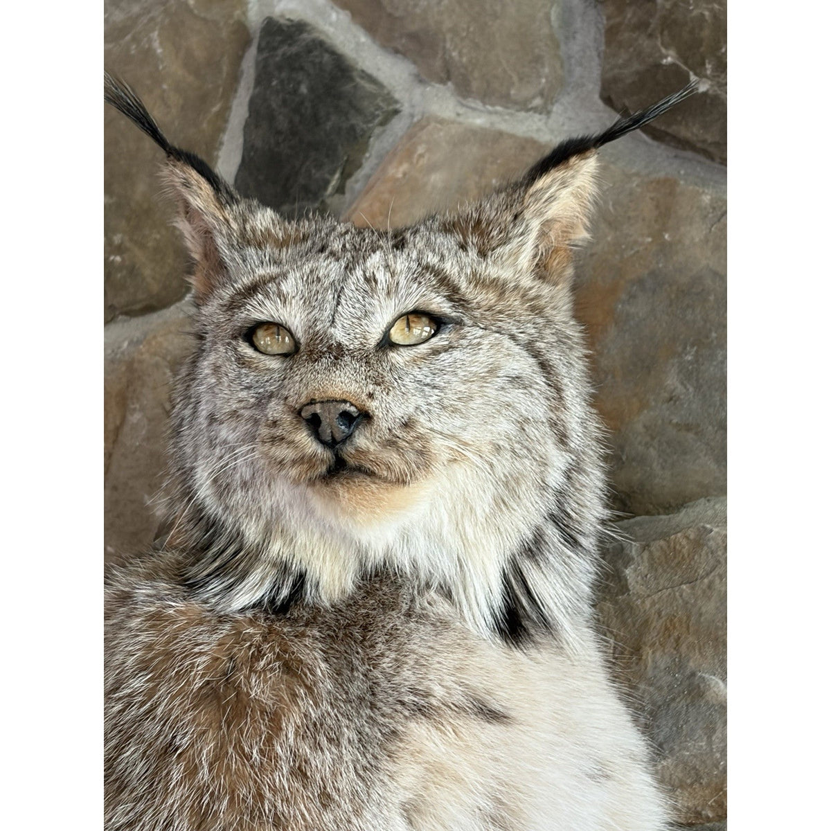 FHWL241 - Museum Quality Alaskan Lynx Taxidermy Full Body Mount Prime Fur