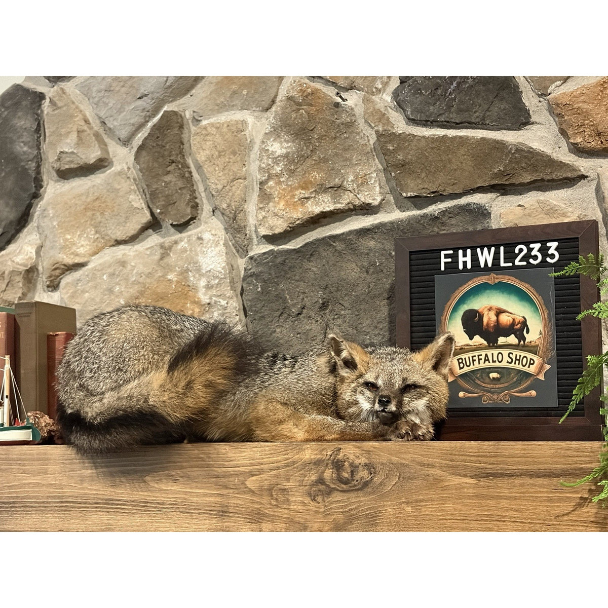 FHWL233- Grey Fox Taxidermy Full Body Mount Cabin Camp Man Cave