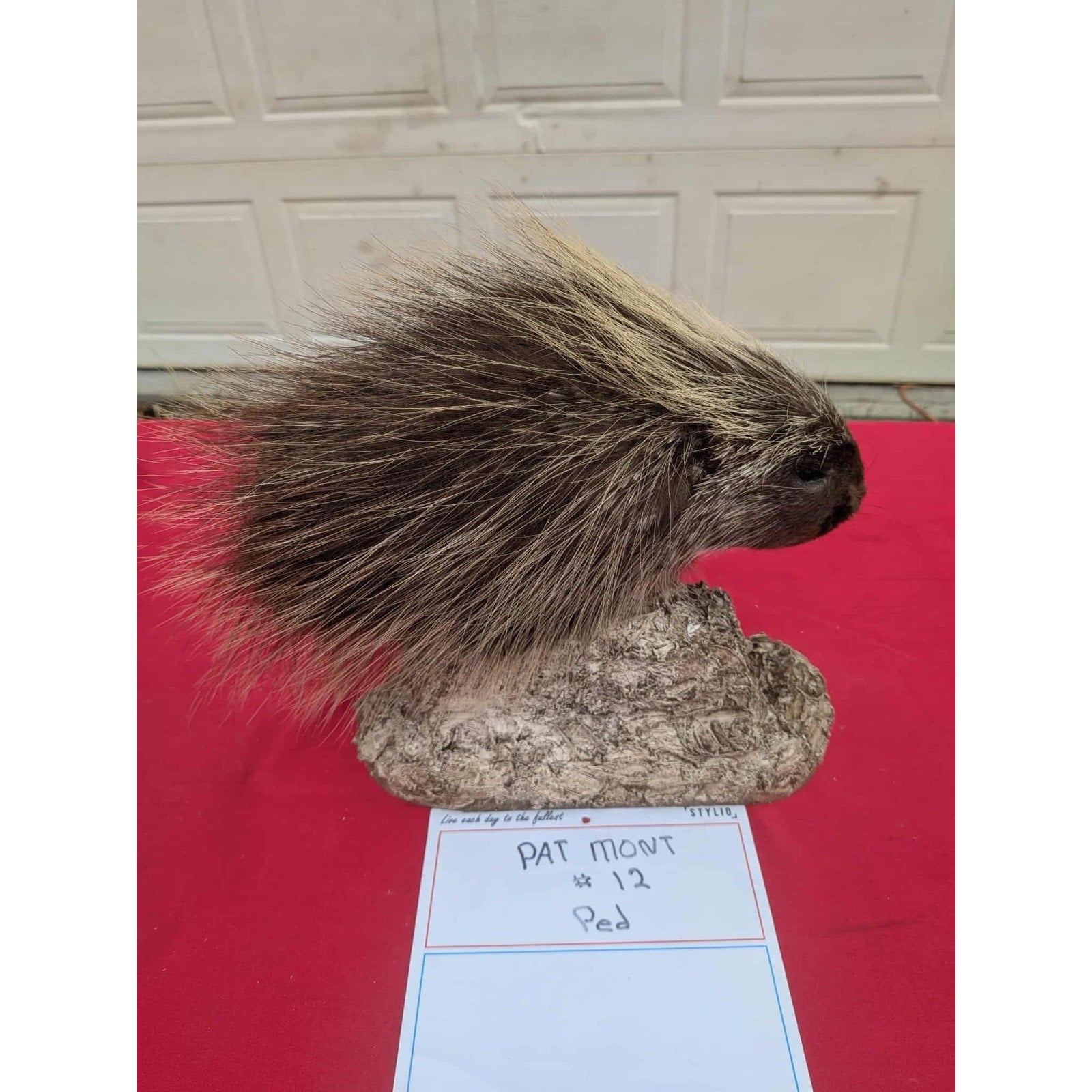 FHPORC12 - Beautiful Montana Prime Winter Porcupine Shoulder Taxidermy Mount