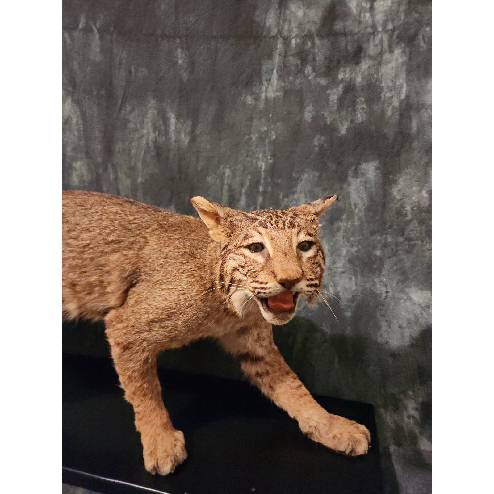 FHJRTEX2 - Bobcat – Full-body Taxidermy Mount