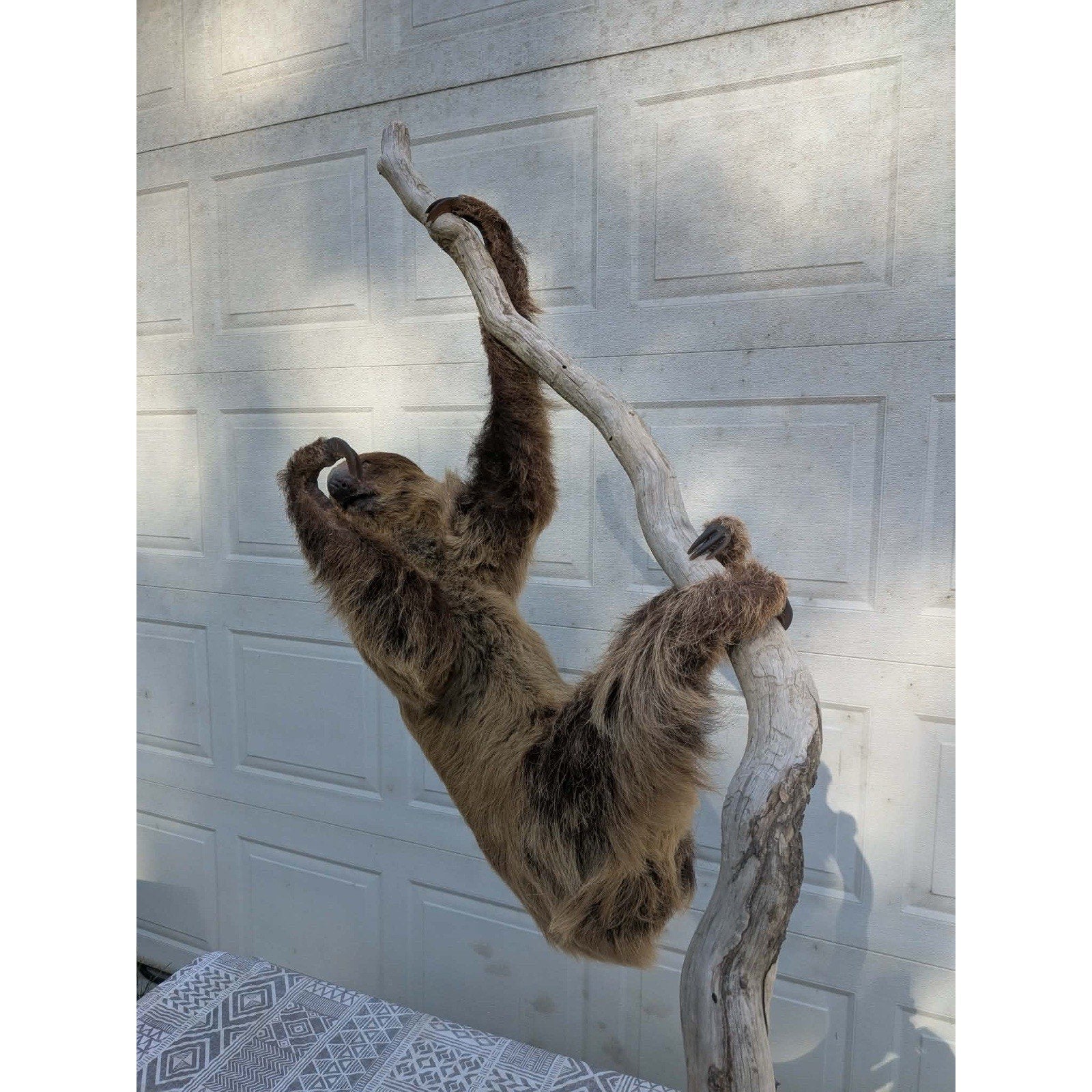 FHPAT160 - New Adult Sloth Taxidermy Mount Full Body
