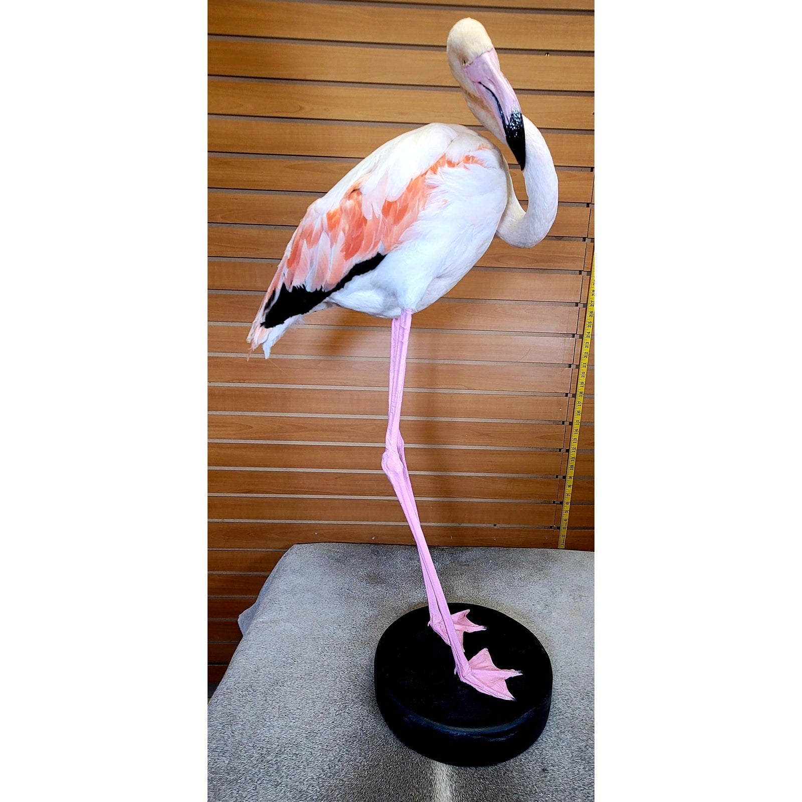 FHFLA303- Chilean Flamingo Lifesize Taxidermy Mount