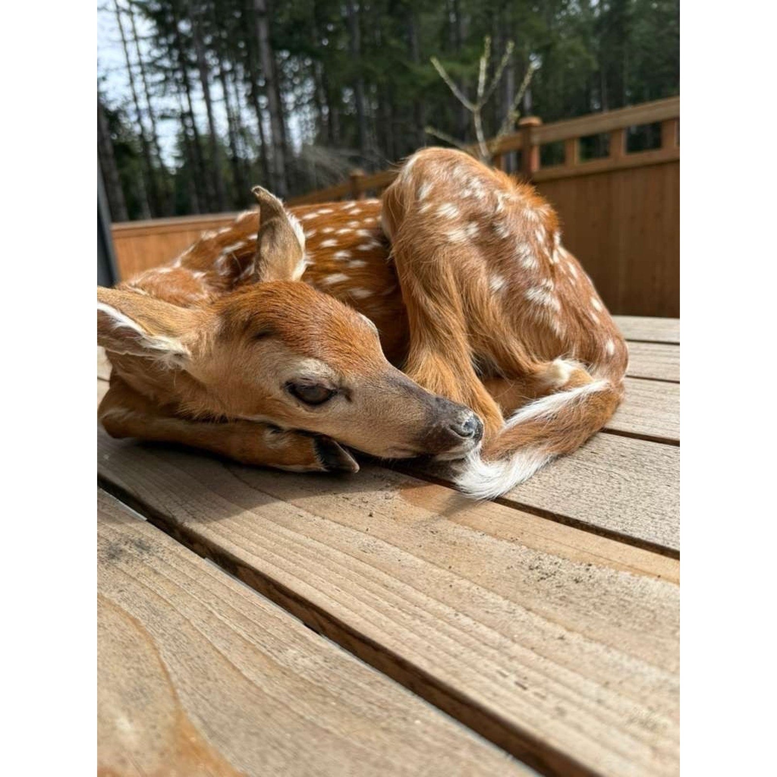 FHWAF2 - Fawn Lifesize Taxidermy Mount