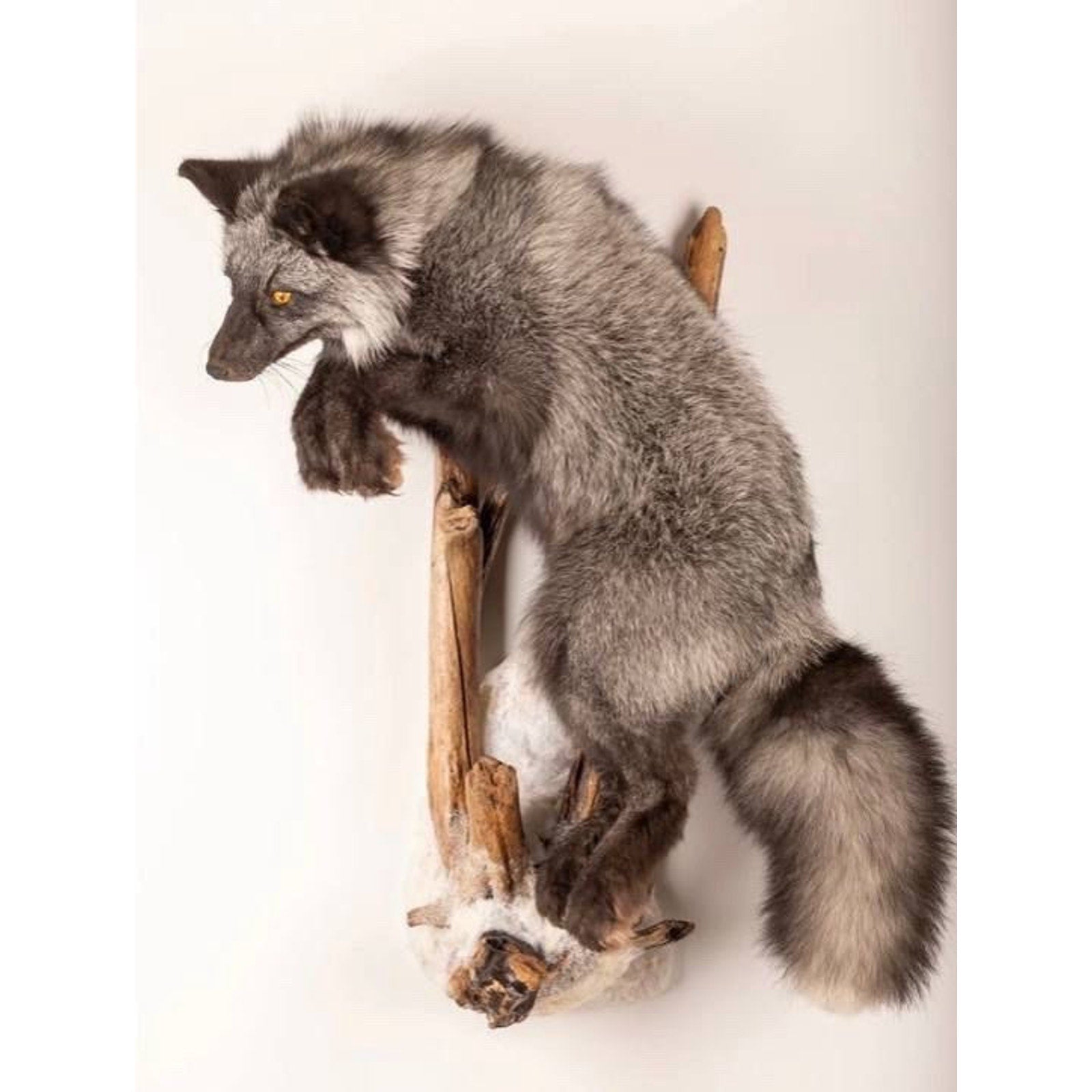 FHART113 - Silver Fox (Vulpes Vulpes) Taxidermy Wall Mount Life Size